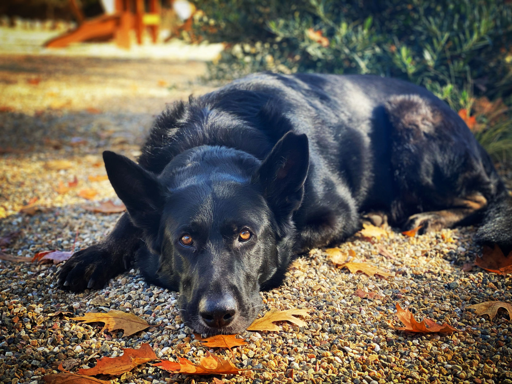 Zorro